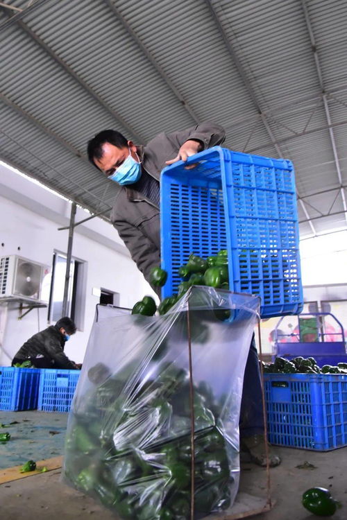 道德模范丨張繼東 誠(chéng)實(shí)守信的良心菜農(nóng)