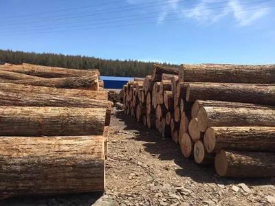 木頭來了平臺 原木鋸材產(chǎn)品銷售邁入快車道